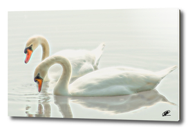 Swangs couple on the lake aquarel