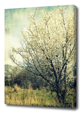 Spring country landscape beautiful blooming tree