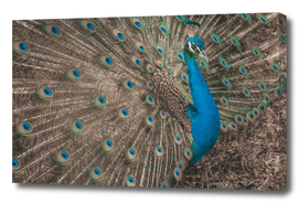 Gorgeous Peacock closeup Outdoor Toned