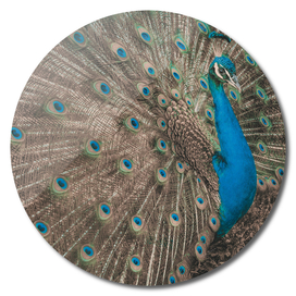 Gorgeous Peacock closeup Outdoor Toned
