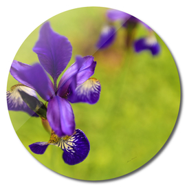 Dancing irises