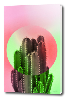Bold Cactus