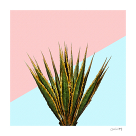 Agave Plant on Pink and Teal Wall