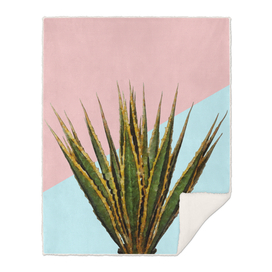 Agave Plant on Pink and Teal Wall