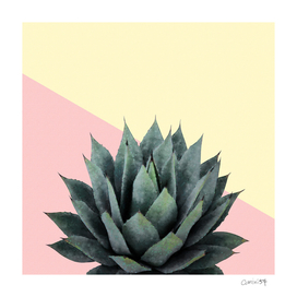 Agave Plant on Pink and Lemon Wall