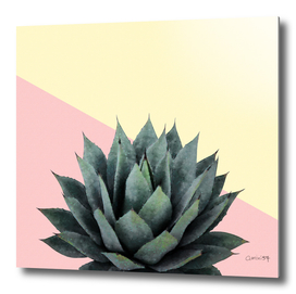 Agave Plant on Pink and Lemon Wall