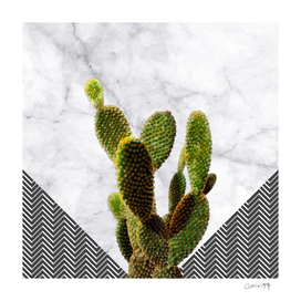Cactus on White Marble and Checker Wall