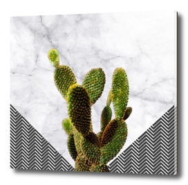 Cactus on White Marble and Checker Wall