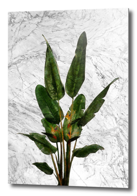 Bird of Paradise Plant on White Marble Wall