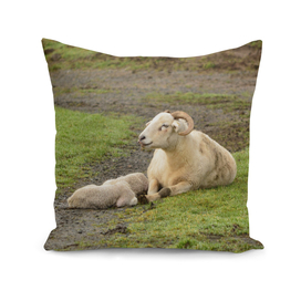 Wiltshire Horn Sheep  01