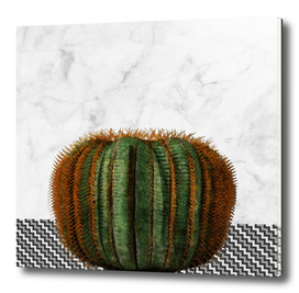 Cactus on White Marble Wall with Pattern