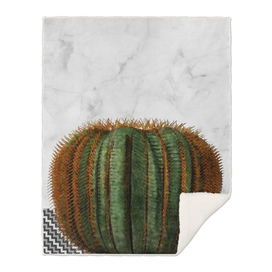 Cactus on White Marble Wall with Pattern