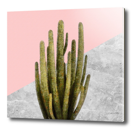 Cactus Plant on Pink and Concrete Wall