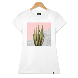 Cactus Plant on Pink and Concrete Wall