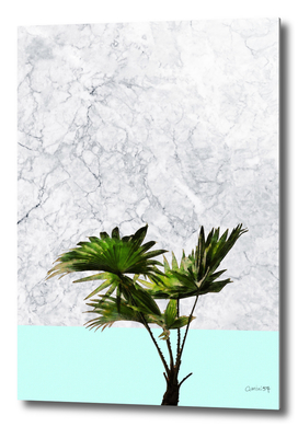 Palm Plant on Teal and White Marble Wall