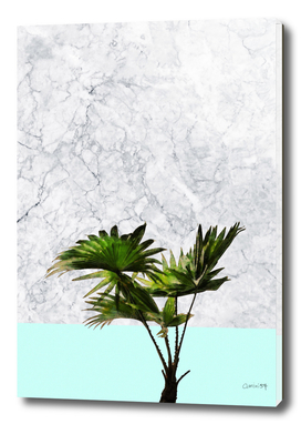 Palm Plant on Teal and White Marble Wall