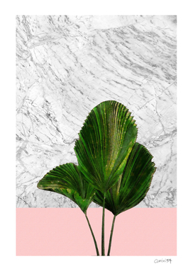 Palm Plant on Pink and White Marble Wall