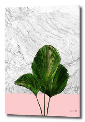 Palm Plant on Pink and White Marble Wall