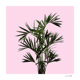 Palm Plant on Pink Wall