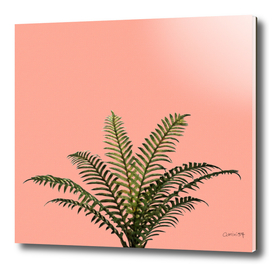Palm Plant on Coral Pink Wall