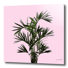 Palm Plant on Pink Wall