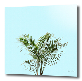 Palm Plant on Teal Wall