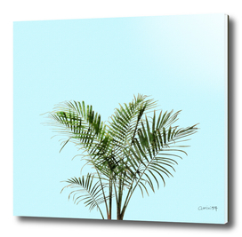 Palm Plant on Teal Wall