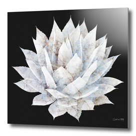 White Marble Agave Plant