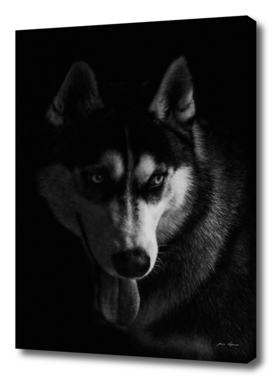 Husky portrait on black background