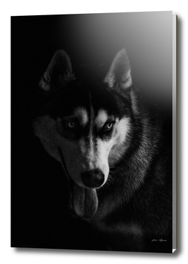 Husky portrait on black background