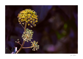 Blossoming Ivy - Rare Phenomenon