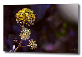 Blossoming Ivy - Rare Phenomenon