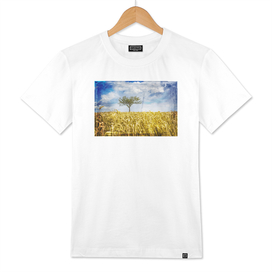 Single tree in a wheat field