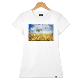 Single tree in a wheat field