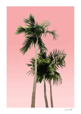 Palm Trees on Pink Wall