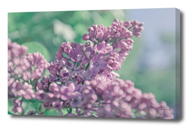 Beautiful lilac background. Pastel purple colors.
