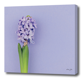Blue hyacinth on purple