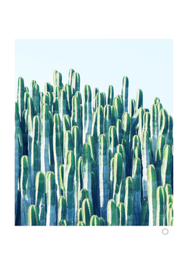 Cactus V2