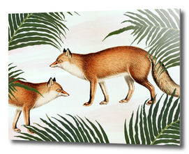 Red Fox Pair