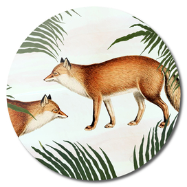 Red Fox Pair
