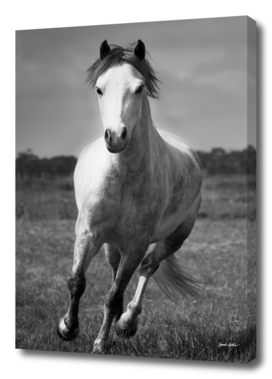 Running Pony - Portrait