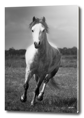 Running Pony - Portrait