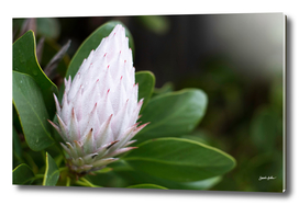 Flower Protea Bud