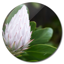 Flower Protea Bud