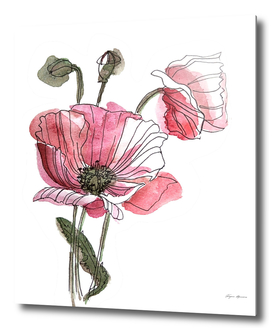 Poppies illustration