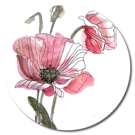 Poppies illustration
