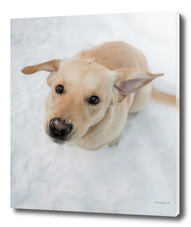 Labrador puppy in a snow