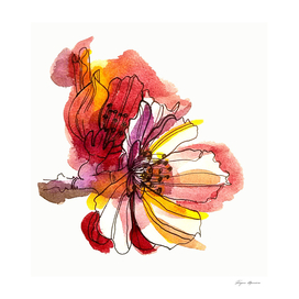 Apricot flower illustration