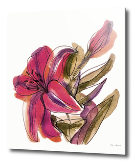 Illustration of a lily flower