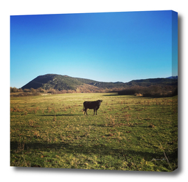 a cow in the field